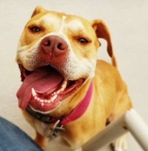 Meet your Posher, Mac